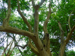 Libidibia sclerocarpa