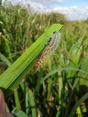 Pseudautomeris grammivora