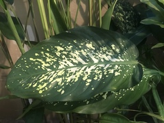 Dieffenbachia