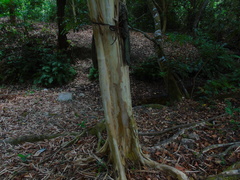 Libidibia sclerocarpa