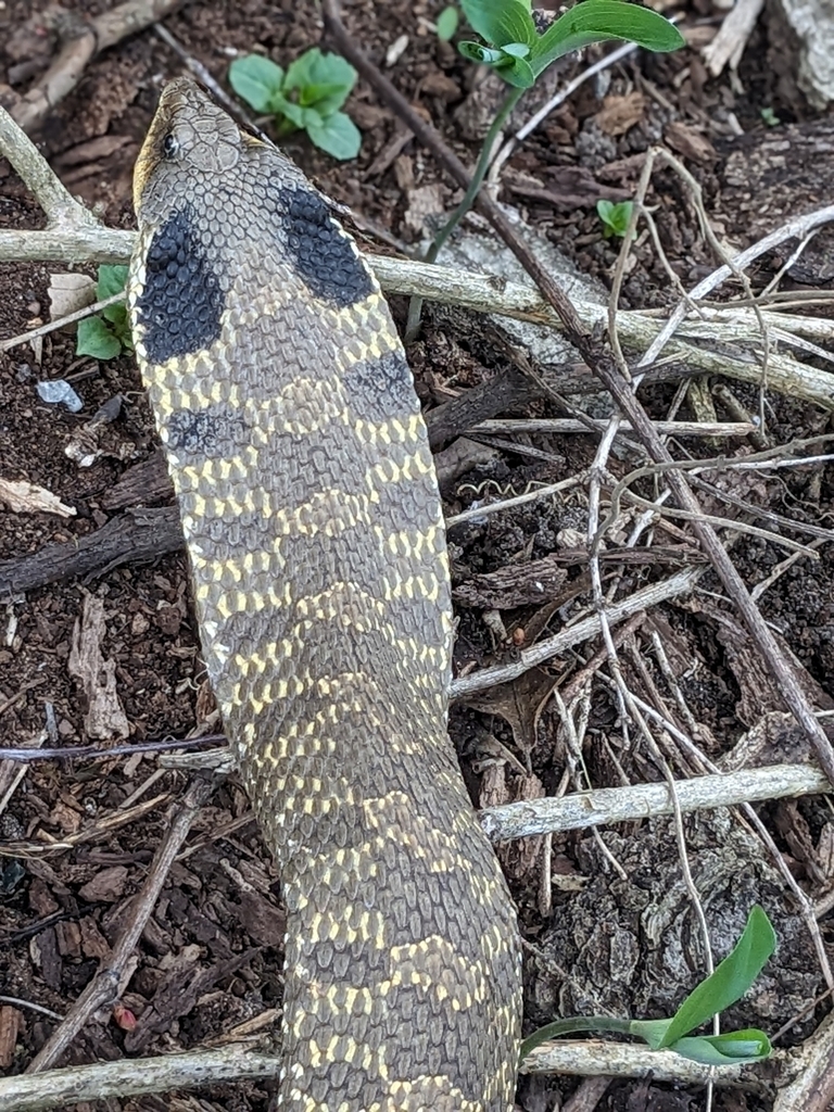 Eastern Hognose Snake from Palmyra, WI 53156, USA on April 27, 2024 at ...