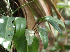 Pleurothallopsis microptera