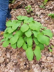 Jeffersonia
