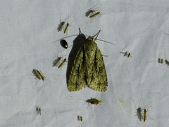 Acronicta lobeliae
