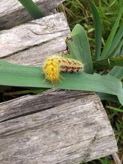 Pseudautomeris grammivora