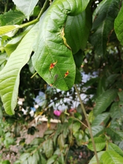 Anisoscelis foliaceus