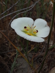 Calochortus dunnii
