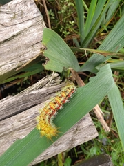 Pseudautomeris grammivora