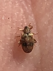 Orchestes steppensis