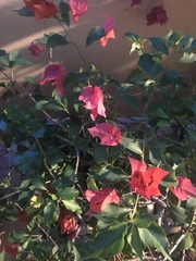 Bougainvillea