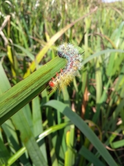 Pseudautomeris grammivora