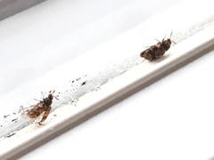 Trogoderma versicolor