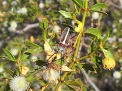 Plionoma rubens