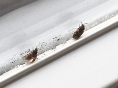 Trogoderma versicolor