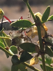 Plionoma rubens