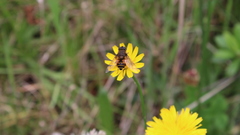 Eristalis bogotensis