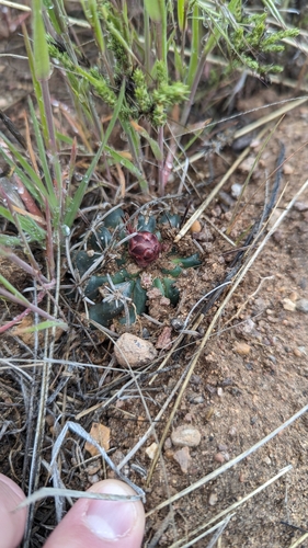 Sclerocactus spinosior
