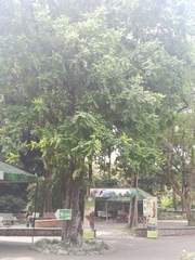 Phyllanthus acidus