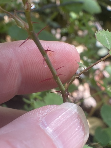 Groundcover Rose* foliage