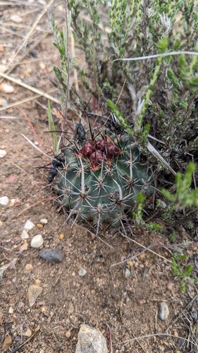 Sclerocactus spinosior
