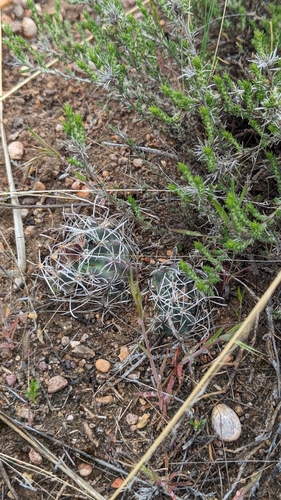 Sclerocactus spinosior