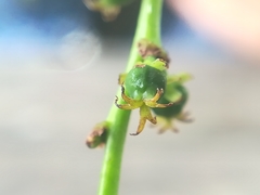 Phyllanthus acidus