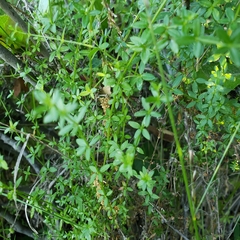 Galium californicum californicum