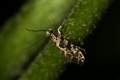 Nemapogon granella