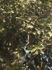 Antigonon cinerascens