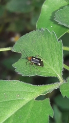 Horciasinus signoreti