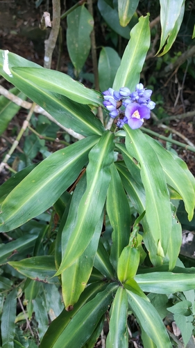Image of Dichorisandra thyrsiflora by (c) Andrii Khokhlov, some rights reserved (CC BY)