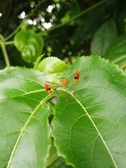 Anisoscelis foliaceus