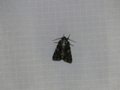 Acronicta afflicta