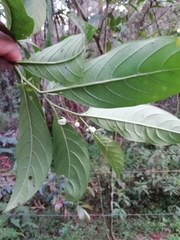Solanum aphyodendron