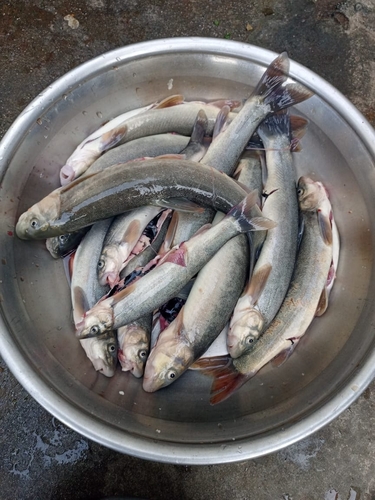 Hill trout (Schizothorax plagiostomus) — Cyprinidae — 5
