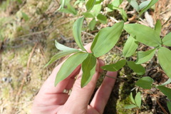 Polygonatum pubescens