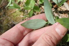 Polygonatum pubescens