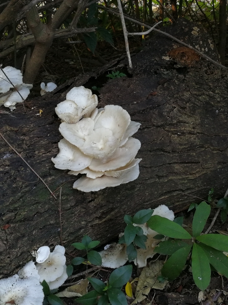 Pleurotus pulmonarius · April 2019 · photo: © anabela2 (iNaturalist, cc-by)