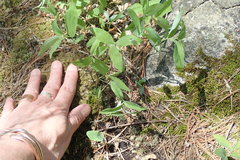 Polygonatum pubescens