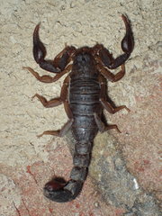 Vaejovis carolinianus