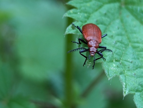 Pyrochroa serraticornis