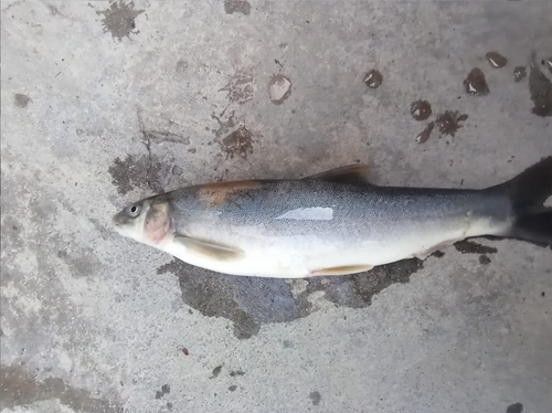 Hill trout (Schizothorax plagiostomus) — Cyprinidae — 2