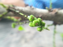 Phyllanthus acidus