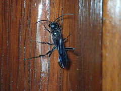 Chalybion zimmermanni