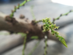Phyllanthus acidus