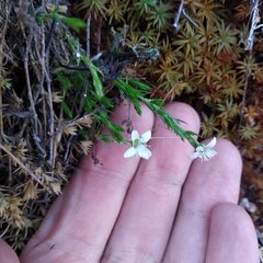 Arenaria lycopodioides
