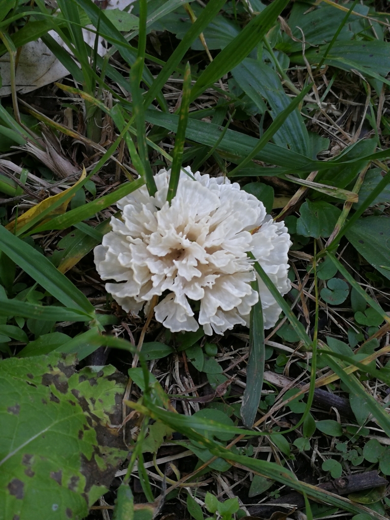 Irpex rosettiformis