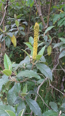 Abatia parviflora