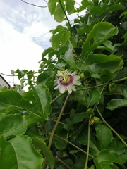 Passiflora edulis flavicarpa