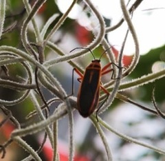 Heteroptera